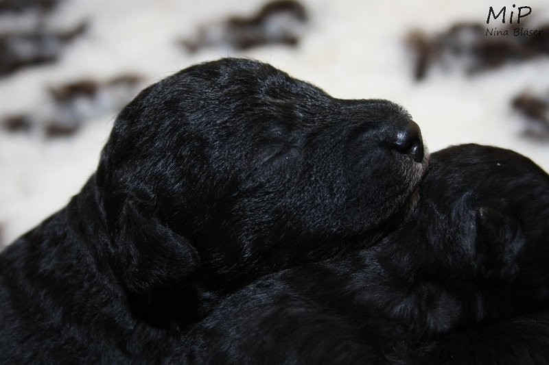 2011-05-07 Puppies Candy & Svet (45).jpg